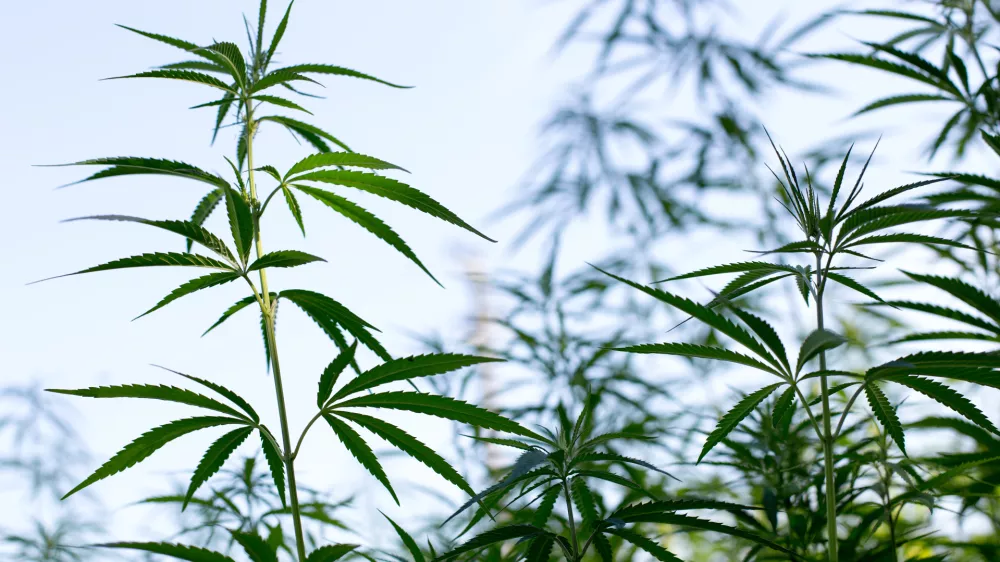 ﻿- konoplja- 21.07.2017 – Biotehnična fakulteta //FOTO: Matjaž Rušt