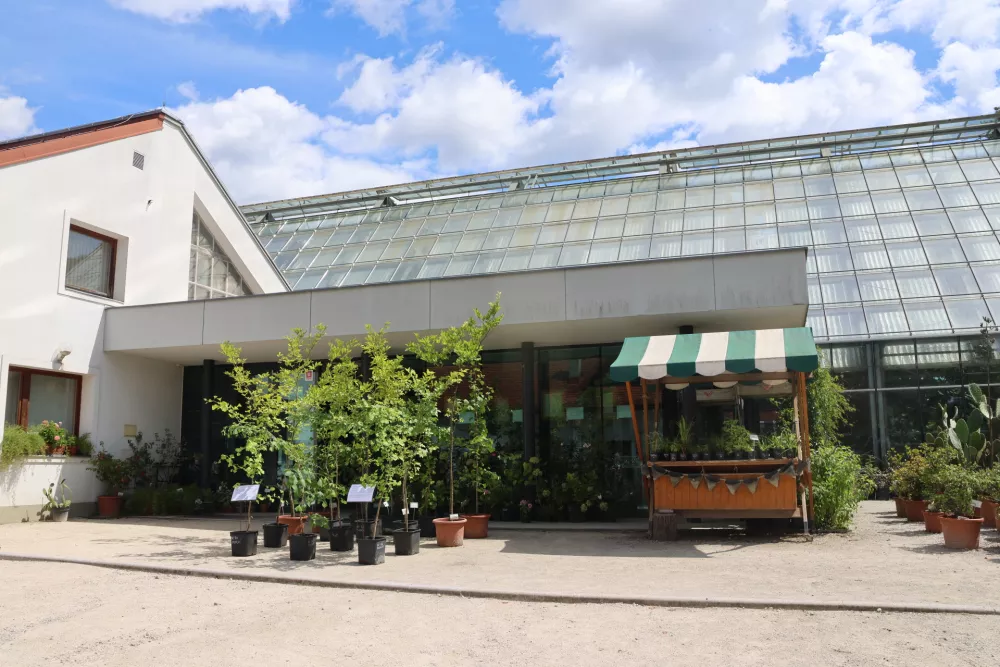 Ljubljana, Botanicni vrt.Drevesa vrste dvokrpi ginko, ki so zrasle iz semen prezivelih dreves iz Hirosime, po napadu z jedrsko bombo ob koncu 2. svetovne vojne.Foto: Joze Bavcon