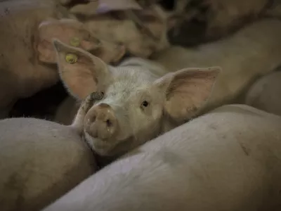﻿- prašič - svinja - prašičereja - svinjereja - 02.02.2015 - Koline v vasi na Banjški planoti - ///FOTO: Luka Cjuha OPOMBA: ZA OBJAVO V PRILOGI – DNEVNIKOV OBJEKTIV - REPORTAŽA 2015