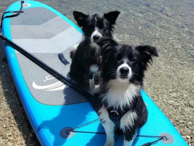 Zadnja fotografije leto dni stare psičke Bie med kopanjem v Bohinjskem jezeru. F Facebook