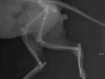 mačka, zračna puška, veterinar. Veterina Nabergoj / Foto: Veterina Nabergoj