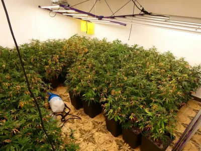 zaseg sadik konoplje v Podlehniku