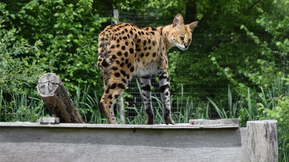 Afriška divja mačka oziroma serval.