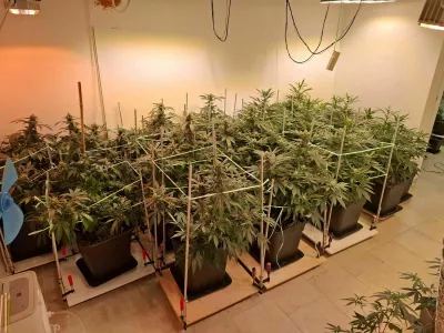 Mariborski policisti so 50-letniku zasegli 58 sadik konoplje. 