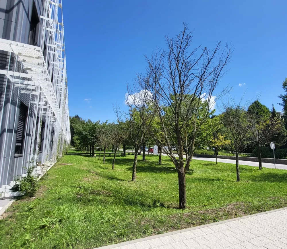 Posušile so se slavne japonske češnje ob Večni poti