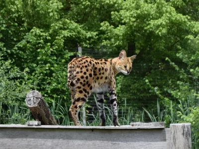 Afriška divja mačka oziroma serval.