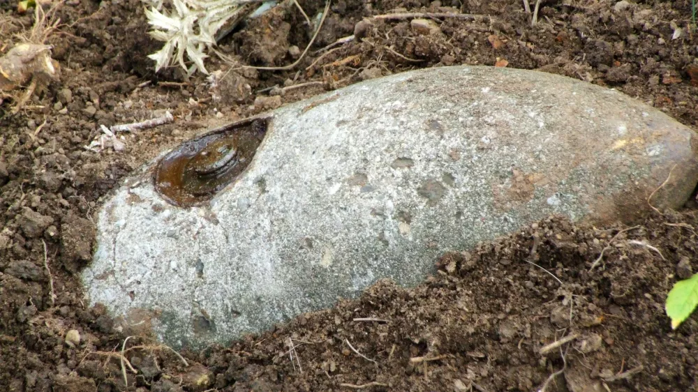 Simbolična fotografija Foto: Profimedia