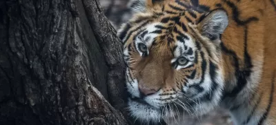 A tiger is seen in its enclosure, amid Russia's attack on Ukraine, in the city zoo in Kyiv, Ukraine December 18, 2024. REUTERS/Gleb Garanich   TPX IMAGES OF THE DAY