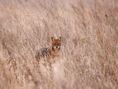 Šakal v naravi. V Sloveniji