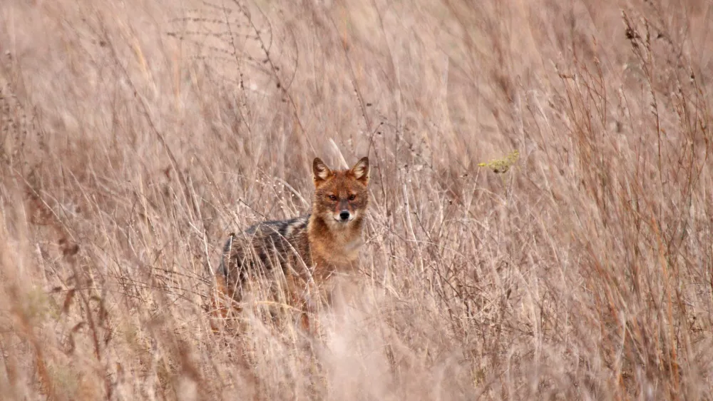 Šakal v naravi. V Sloveniji
