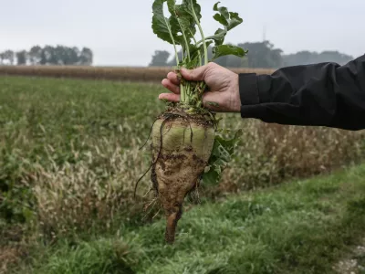 ﻿sladkorna pesa- 04.10.2017 - nekdanja Tovarna sladkorja Ormož (TSO) v likvidaciji - Skupina Agrana-Studen je kupila pakirni center, silos in skladišča kjer ima hčerinsko podjetje Agragold trgovina pakirno-logistični center sladkorja za oskrbovanje trgov EU in Zahodnega Balkana.//FOTO: Luka Cjuha.OPOMBA: DNEVNIKOV OBJEKTIV - REPORTAŽA 2017 / Foto: Luka Cjuha