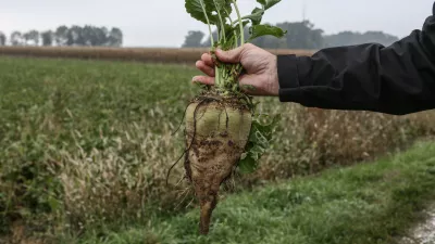 ﻿sladkorna pesa- 04.10.2017 - nekdanja Tovarna sladkorja Ormož (TSO) v likvidaciji - Skupina Agrana-Studen je kupila pakirni center, silos in skladišča kjer ima hčerinsko podjetje Agragold trgovina pakirno-logistični center sladkorja za oskrbovanje trgov EU in Zahodnega Balkana.//FOTO: Luka Cjuha.OPOMBA: DNEVNIKOV OBJEKTIV - REPORTAŽA 2017 / Foto: Luka Cjuha