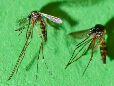 FILED - 13 March 2018, Brandenburg, Muencheberg: The Asian tiger mosquito male (L), female (r), occasionally also tiger mosquito, at the Leibniz Center for Agricultural Landscape Research (ZALF) at the Institute of Land Use Systems, Medical Entomology WG. The mosquito-borne Chikungunya virus has recently begun to spread rapidly in southern China, the World Health Organization (WHO) announced on Wednesday. Photo: Patrick Pleul/zb/dpa