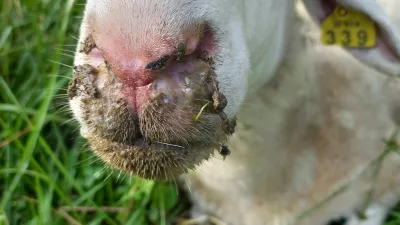 Država je boj z modrikastim jezikom naprtila rejcem