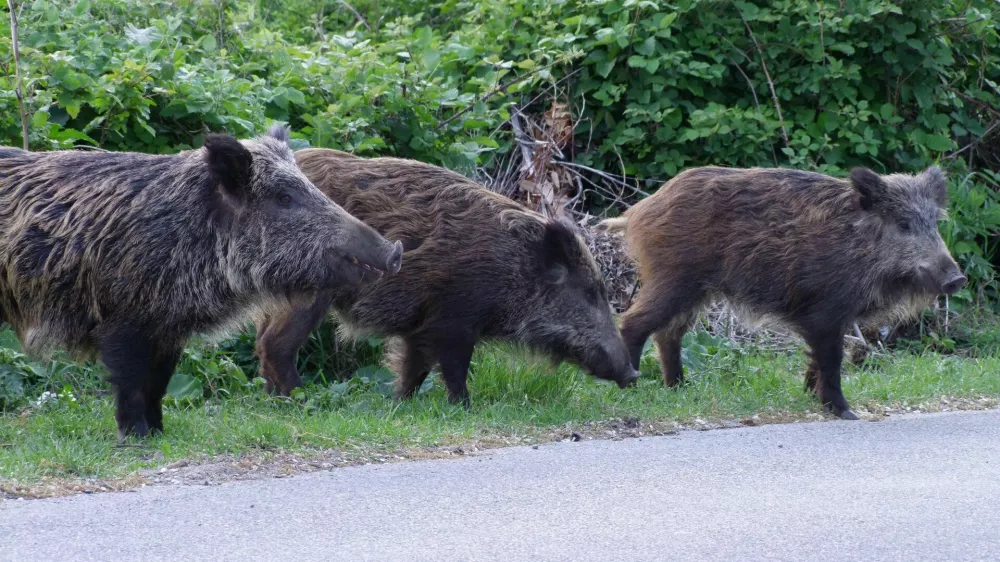﻿Ferlugi 03-05-2009 - Marjasci