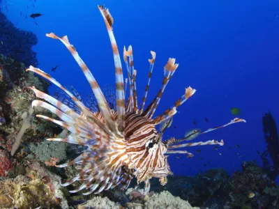 Plamenka je strupena riba, ki prihaja iz Indijskega oceana. Nevarna nam je le, če se zbodemo na njenih bodicah. Opazili so jo v bližini hrvaškega otoka Mljet. 