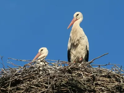 ptice, bela štorklja, gnezdo. Foto: Tatjana Pihlar 