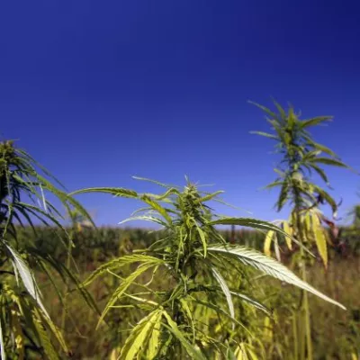 ﻿-Konoplja-Prekmurje, reportaža//FOTO: Bojan VelikonjaOPOMBA: ZA OBJAVO ZA OBJAVO V PRILOGI – DNEVNIKOV OBJEKTIV - REPORTAŽA