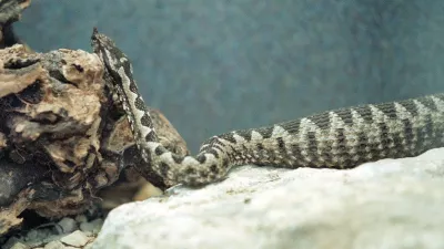 Poleg modrasa (na sliki) sta pri nas strupena še navadni in laški gad. 