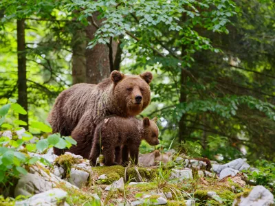 Brown bear - close encounter with a big mother wild brown bear with her cubs in the forest and mountains of the Notranjska region in Slovenia