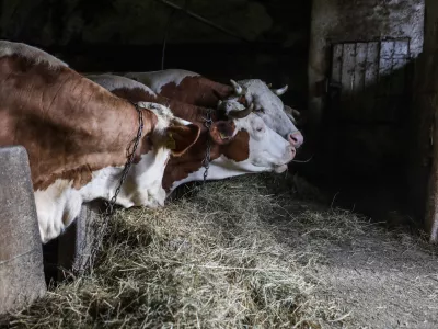 Krave, štala, živinoreja.- 25.03.2023 – Zgornje Gameljne - Kmetija Franca Junkerja - šestošolec Aleksej po pouku najraje obišče Frančevo kmetijo in mu pomaga pri oskrbi krav in drugih kmečkih opravilih - //FOTO: Bojan Velikonja