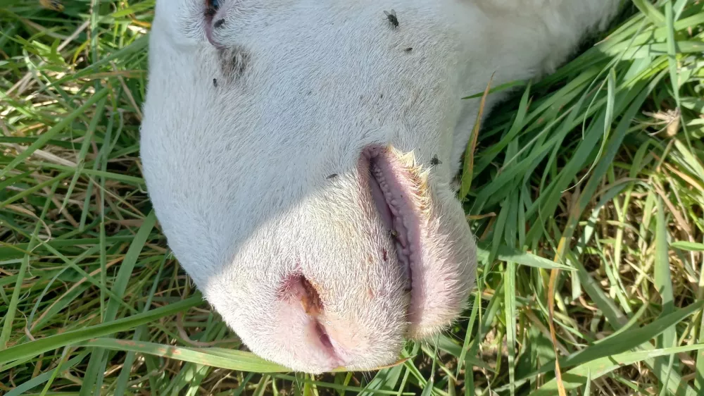 bolezen modrikastega jezika, ovca, pogin: Foto: UVHVVR