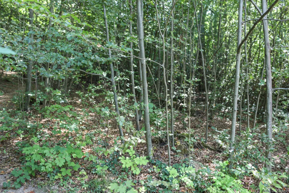  - Pomlajen gozd, - 13.08.2025. - Vodeni ogled območja poseka dreves na Rožniku s predstavniki Zavoda za gozdove in občine Ljubljana. //FOTO: Bojan Velikonja