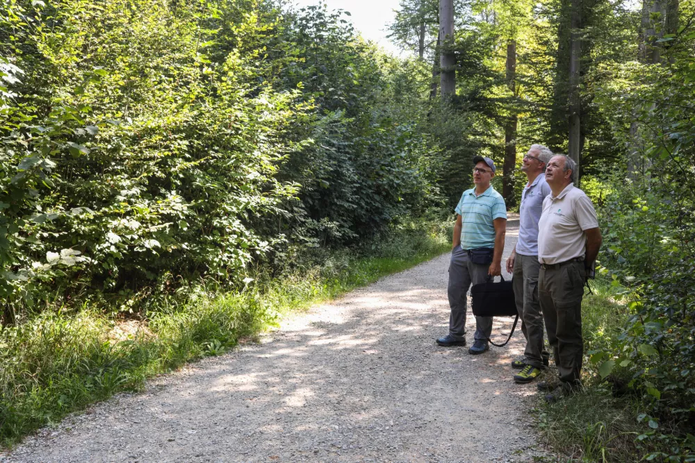  - Andrej Breznikar, vodja službebe za gojenje gozdov iz Zavoda za gozdove Slovenije, - Jernej Rednak, vodja krajevne enote ZGS, - 13.08.2025. - Vodeni ogled območja poseka dreves na Rožniku s predstavniki Zavoda za gozdove in občine Ljubljana. //FOTO: Bojan Velikonja