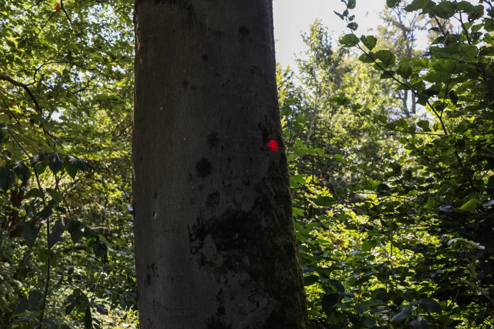  - Poškodovano drevo, - oznaka za posek, - 13.08.2025. - Vodeni ogled območja poseka dreves na Rožniku s predstavniki Zavoda za gozdove in občine Ljubljana. //FOTO: Bojan Velikonja