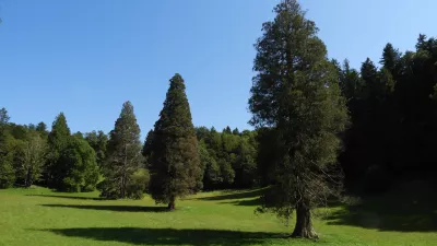 sekvoje Rimske terme / Foto: Katja Petrovec