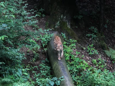 ﻿ris- 12.07.2018 – ZOO - Živalski vrt Ljubljana - živali, ki se skrivajo //FOTO: Jaka Gasar