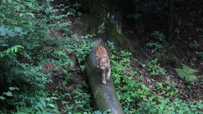 ﻿ris- 12.07.2018 – ZOO - Živalski vrt Ljubljana - živali, ki se skrivajo //FOTO: Jaka Gasar