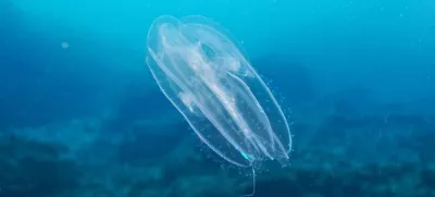 Rebrača v Jadranskem morju. Fotografija je nastala v Telašćici.