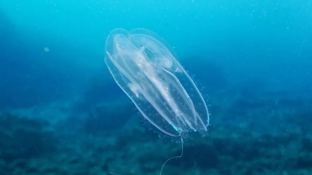 Rebrača v Jadranskem morju. Fotografija je nastala v Telašćici.
