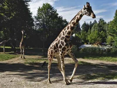 Reportaža ZOO Ljubljana - zirafaFOTO: JAKA GASAR / NEDELJSKI