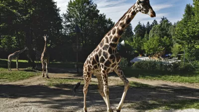 Reportaža ZOO Ljubljana - zirafaFOTO: JAKA GASAR / NEDELJSKI