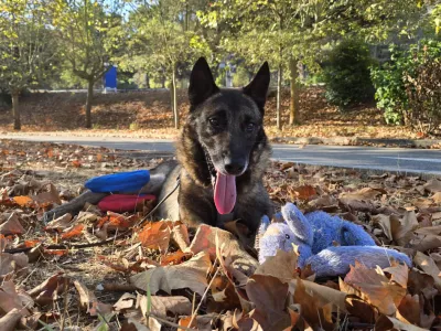 Lairy, belgijski ovčar, ki so ga rešili izpod Male Osojnice, na poti domov v Francijo