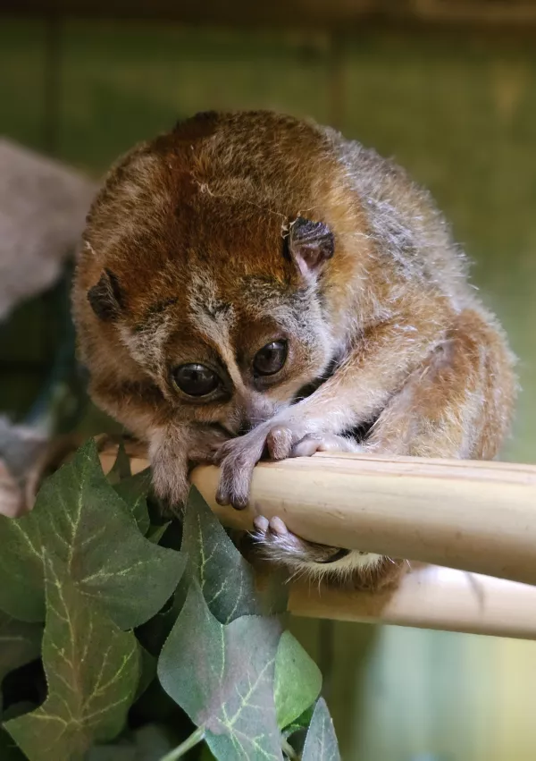 pritlikavi počasni lori Mai / Foto: Tropska Hiša