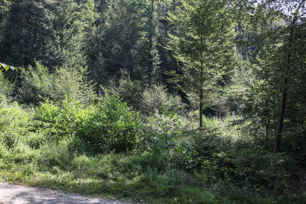 - Pomlajen gozd, - 13.08.2025. - Vodeni ogled območja poseka dreves na Rožniku s predstavniki Zavoda za gozdove in občine Ljubljana. //FOTO: Bojan Velikonja / Foto: Bojan Velikonja