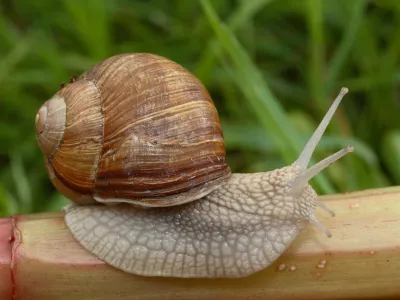 ﻿helix pomatia, polž