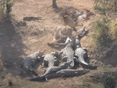 Boj za hrano / Foto: Zajem Zaslona