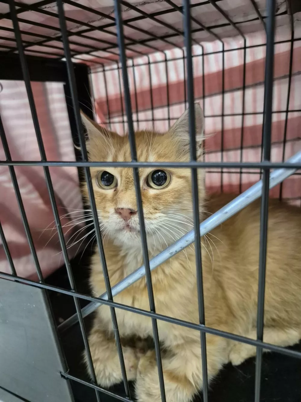 Mačja hiša: lani našli 344 zapuščenih živali