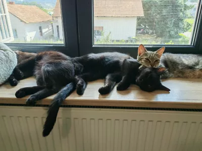 Mačja hiša: lani našli 344 zapuščenih živali