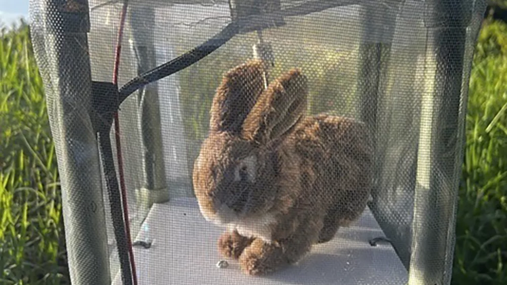 This undated photo provided by the South Florida Water Management District shows a robotic rabbit in the Florida Everglades. Officials in Florida are experimenting with ways to capture invasive Burmese pythons in the Florida Everglades using robotic rabbits. (South Florida Water Management District via AP)