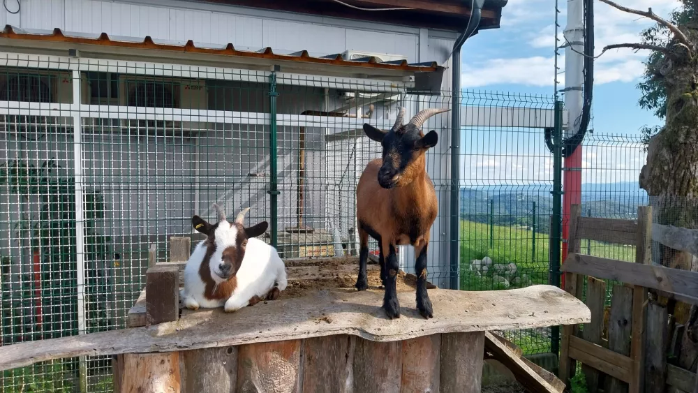 Med številnimi domačimi živalmi sta pravi ljubljenki tudi ob kozici. 