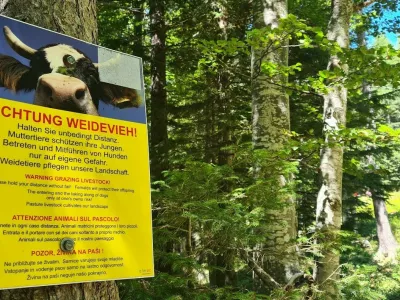 krave Avstrija planine gore