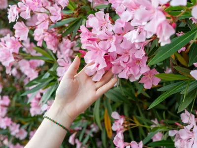 Ta rastlina je naravnost čudovita, toda … / Foto: Istock