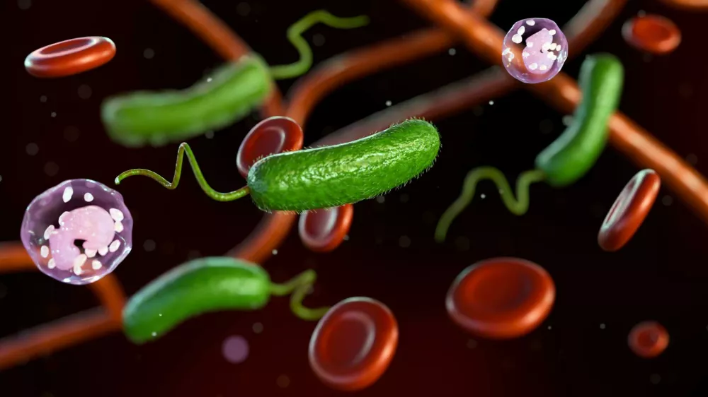 3D rendering of Vibrio vulnificus, red blood cells and white blood cells / Foto: Love Employee