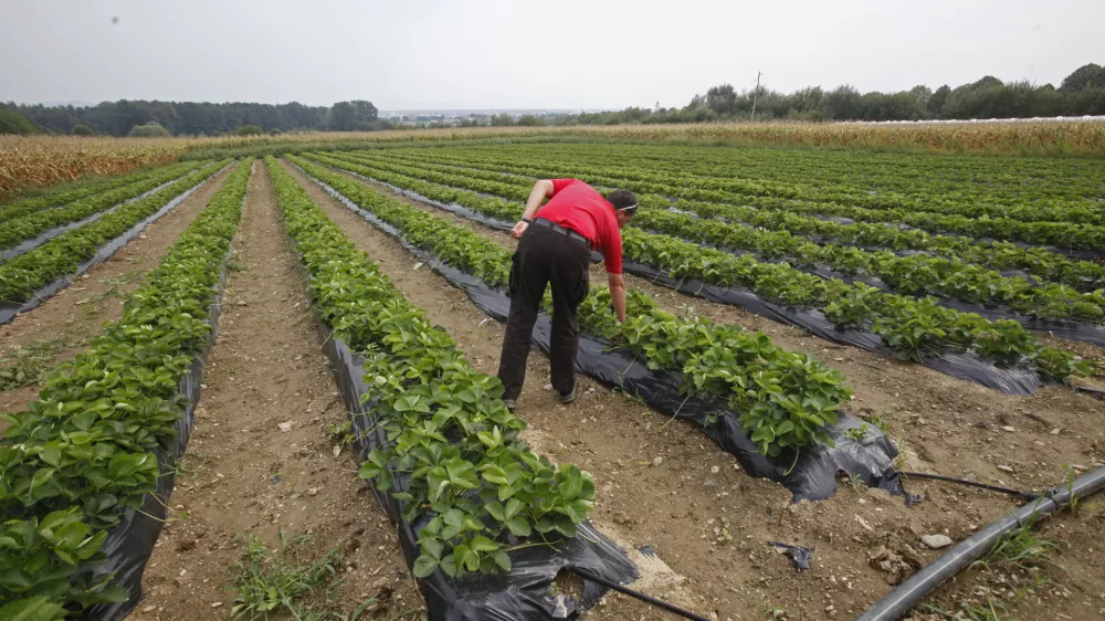 - ilustrativna fotografija - kmetijsko zemljišče - polje - jagode / Foto: Luka Cjuha