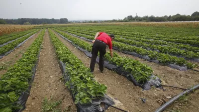 - ilustrativna fotografija - kmetijsko zemljišče - polje - jagode / Foto: Luka Cjuha